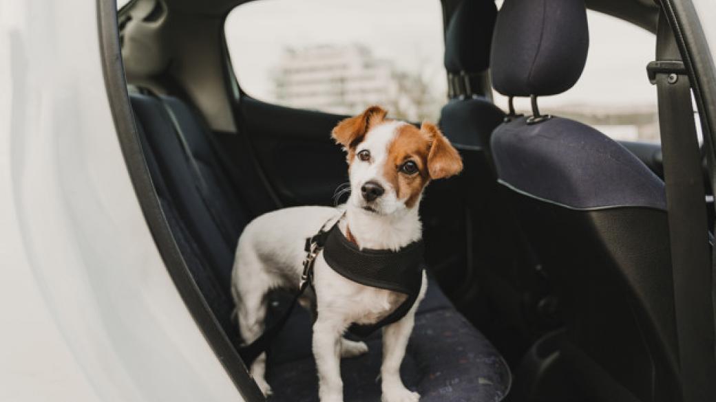 hond in auto